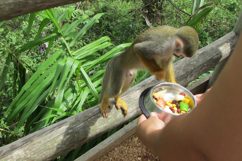 Punta Cana: Ziplines Adventures & Monkeyland Entry - Image 2