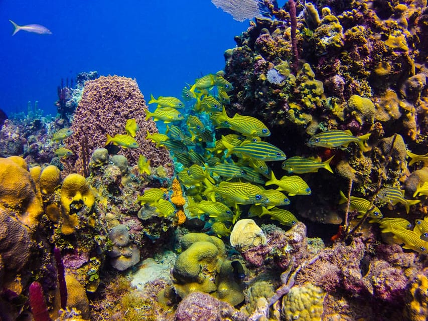 Punta Cana: Full-Day Snorkeling Tour to Catalina Island - Image 36