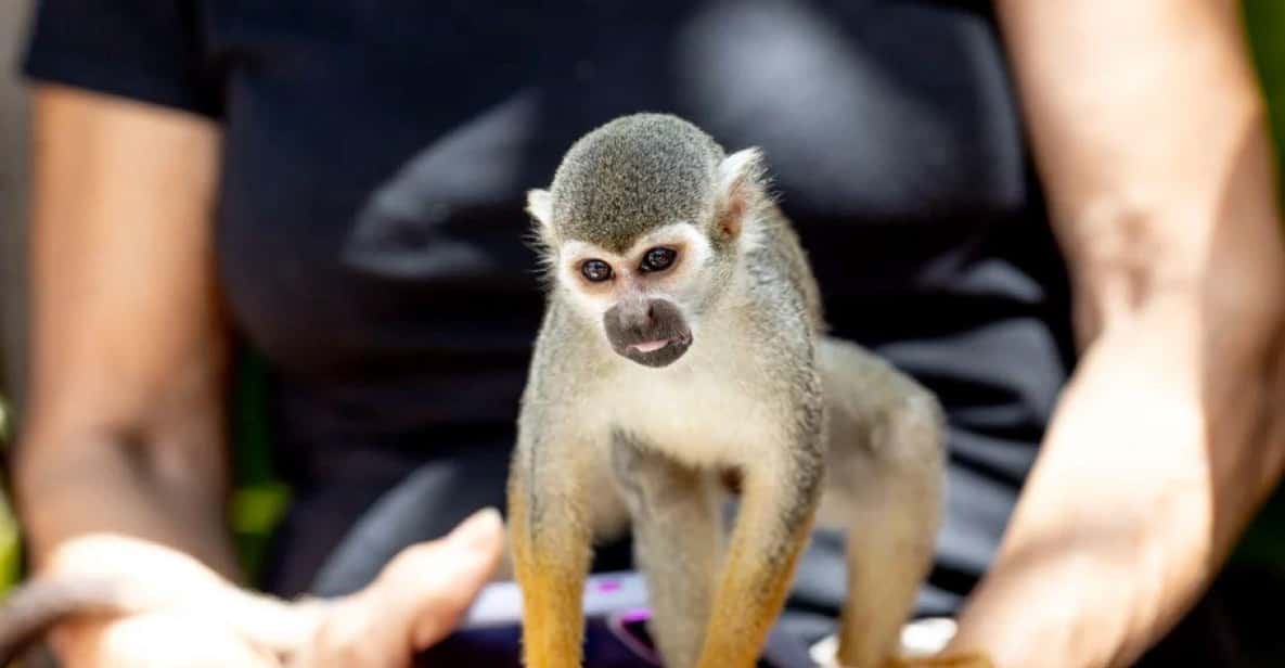 Los Haitises Night Hike In The Rainforest - Gambar 4
