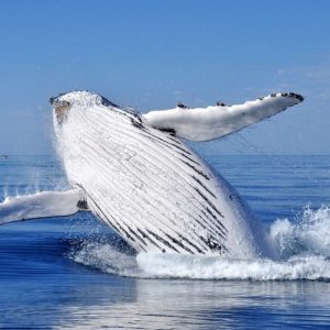 Da Punta Cana: Osservazione delle balene e tour di Montana Redonda