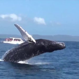 Samana: escursione guidata di un giorno con pranzo a buffet e osservazione delle balene