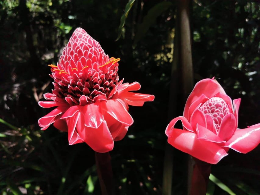 Puerto Plata: Taino Valley and Dominican Flavor Experience - Image 5