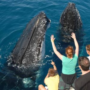 Samana: Mezza giornata di osservazione delle balene Humpback Whale Watching