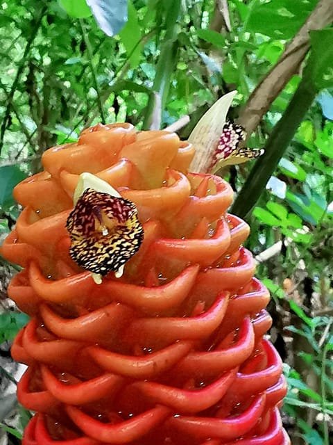 Puerto Plata: Taino Valley and Dominican Flavor Experience - Image 7