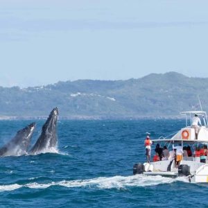 Samanà: tour di un giorno intero per l'osservazione delle balene e Cayo Levantado