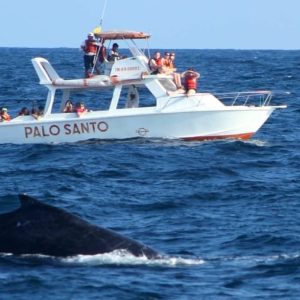 Tour di osservazione delle balene a Samanà