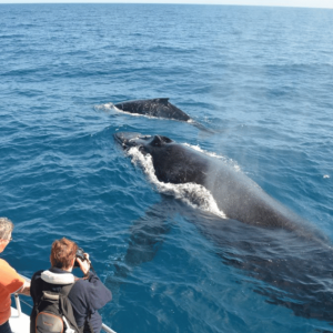 Samanà: tour di un giorno intero per l'osservazione delle balene e Cayo Levantado