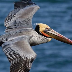 Santo Domingo: Los Haitises e l'isola di Cayo Levantado