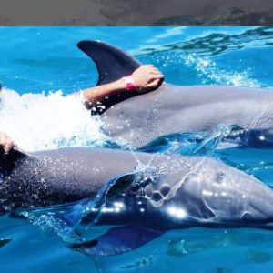 Nuotata VIP con i delfini all'Ocean World di Puerto Plata