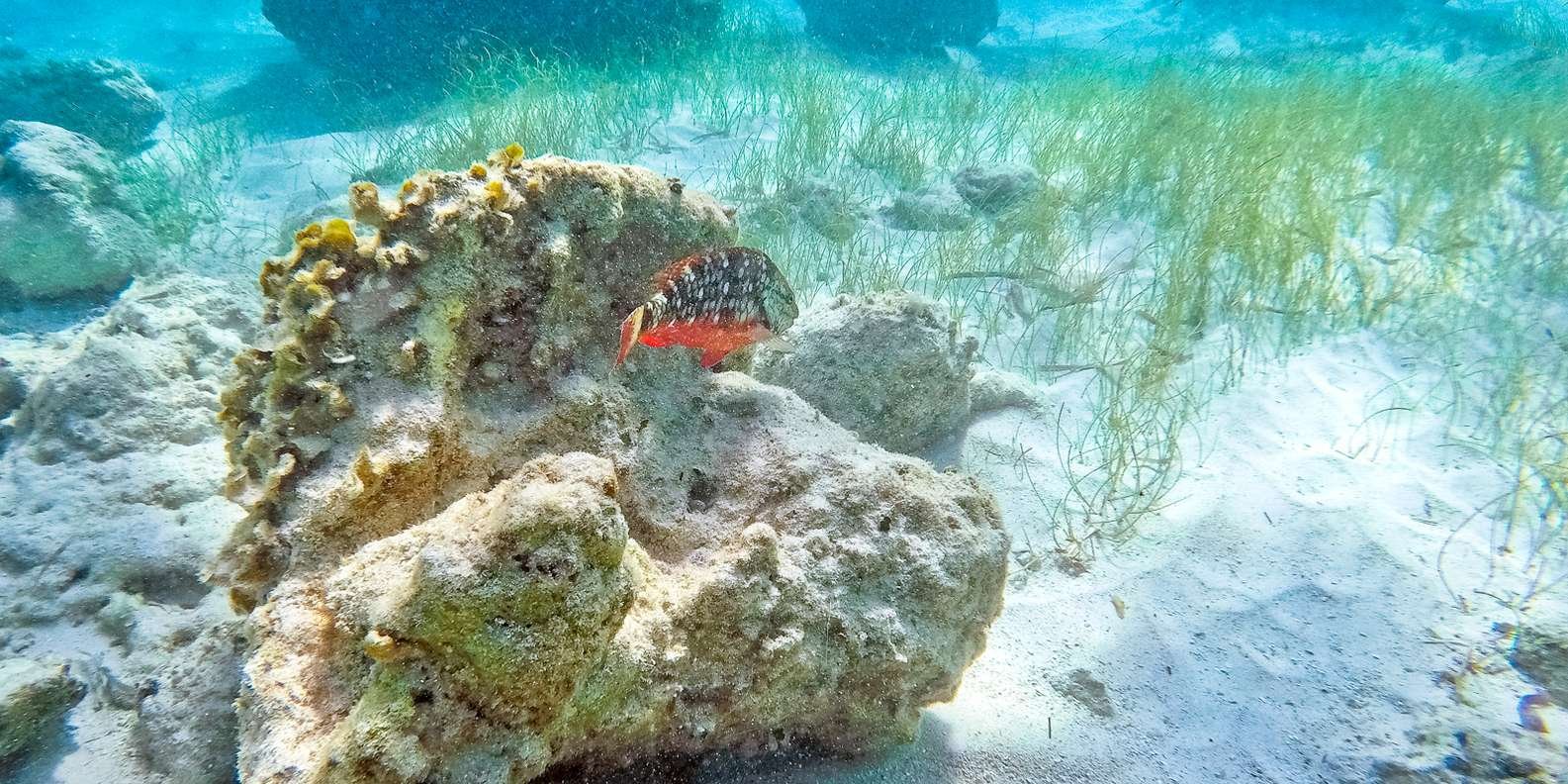 Punta Cana: Full Day Boat Trip to Catalina Island with Lunch - Immagine 4