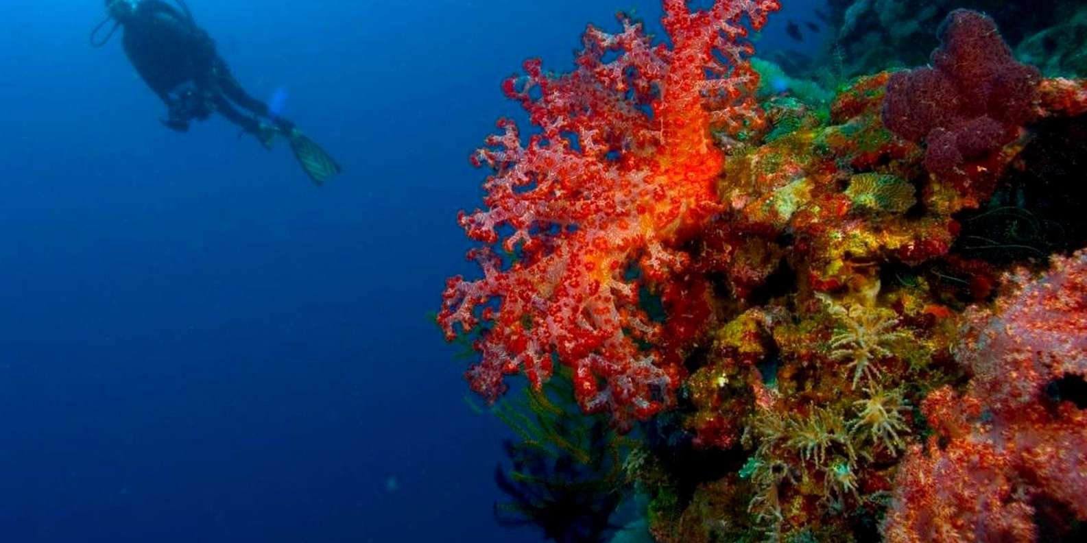Punta Cana 40ft Recreational Diving Adventure - Bild 3