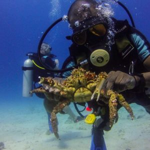 La Romana: Immersioni subacquee nell'Isola di Catalina