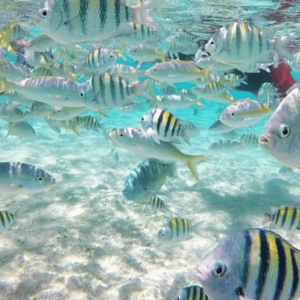 Cayo Arena: Tour dell'Isola Paradiso Sosua o Cabarete